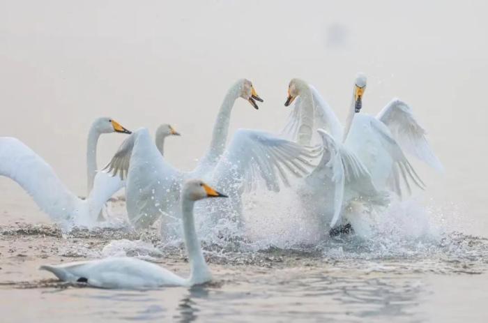 冬季海草房景觀