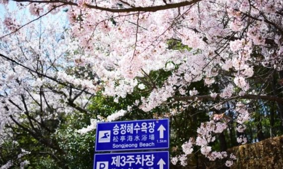 釜山賞櫻十大必去景點全攻略