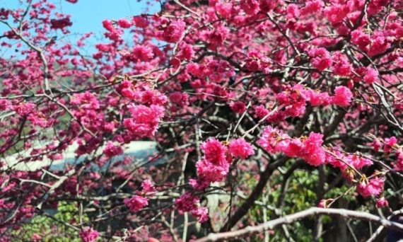 2025員林櫻花旅遊懶人包：交通住宿與行程規劃