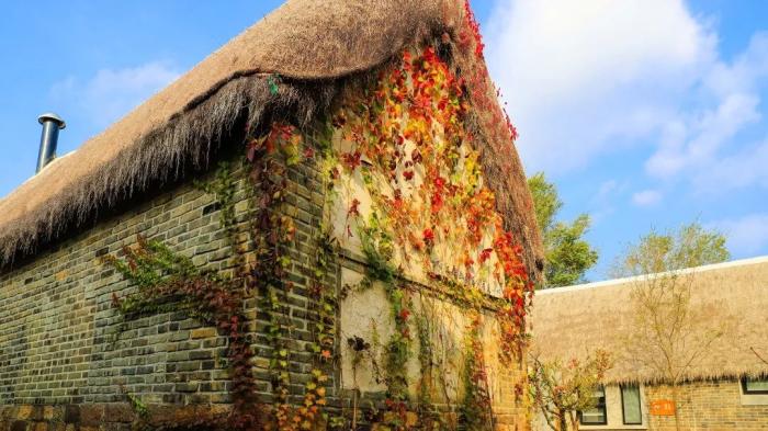 海草房建築全景